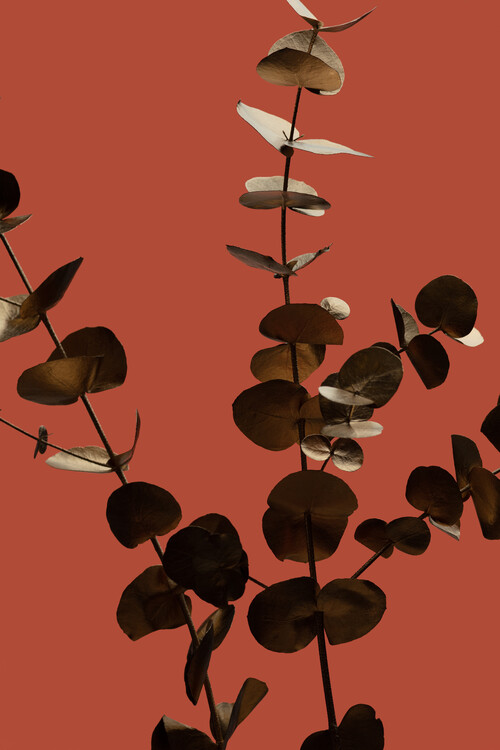 Poster Eucalyptus Gold Rust 01