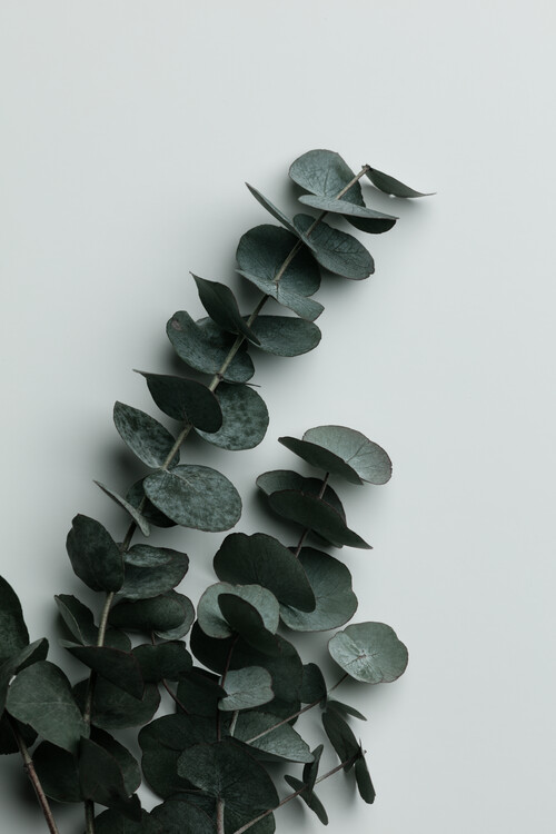 Bild auf Leinwand Eucalyptus Wall 01