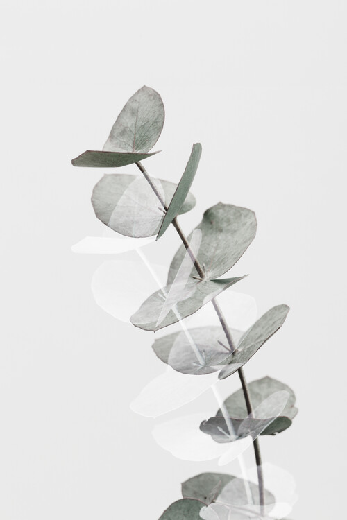 Levně Plakát, Obraz - Eucalyptus Creative 05, Studio Collection, 26.7 × 40 cm