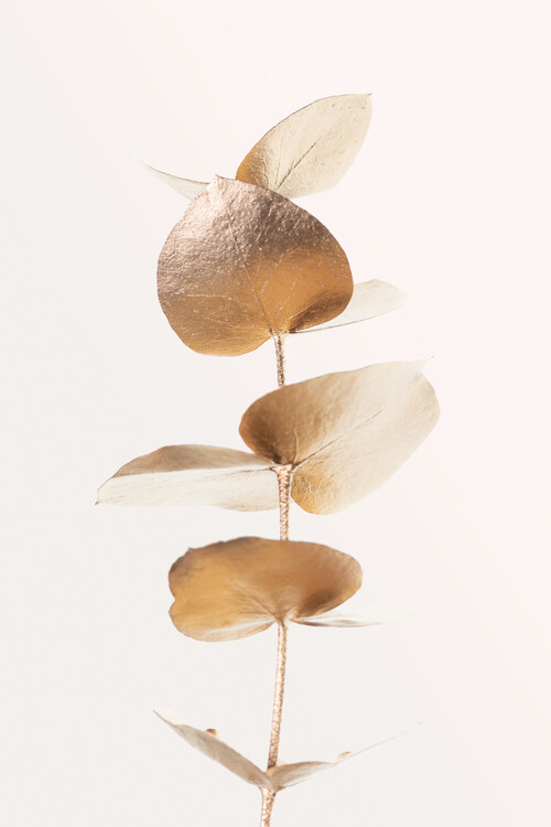 Levně Plakát, Obraz - Eucalyptus Gold No 06, Studio Collection, 26.7 × 40 cm