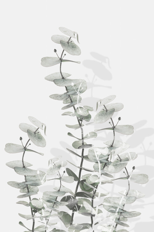 Levně Plakát, Obraz - Eucalyptus Creative 15, Studio Collection, 26.7 × 40 cm