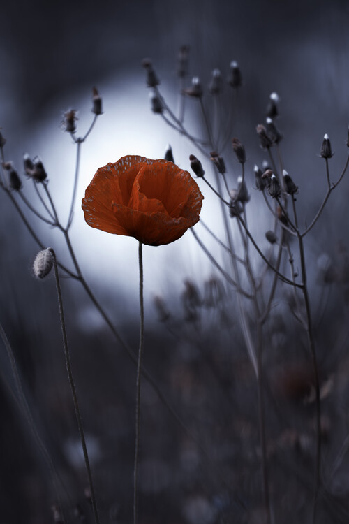 Plakat Flower not by kenzo. By me