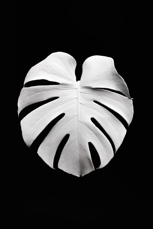 Poster Monstera White 04