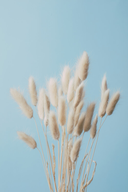 Poster Bunny Grass No 3