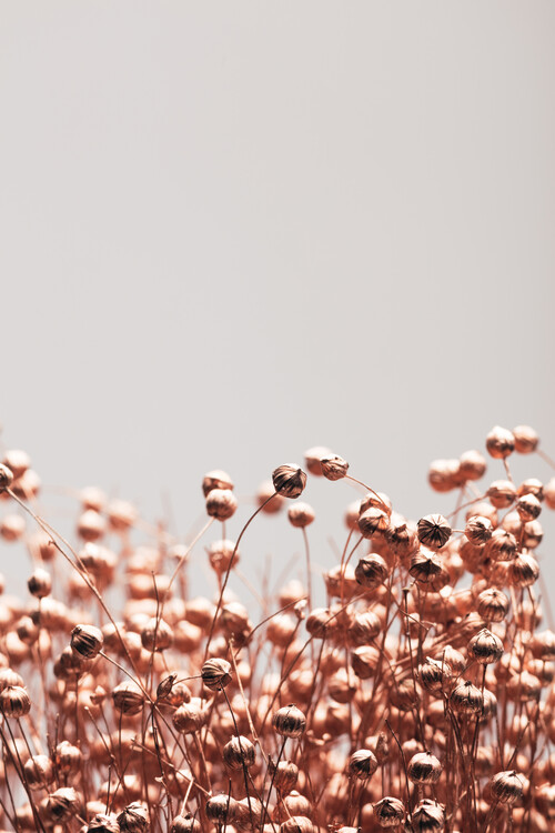 Poster Dried Grass Copper 04