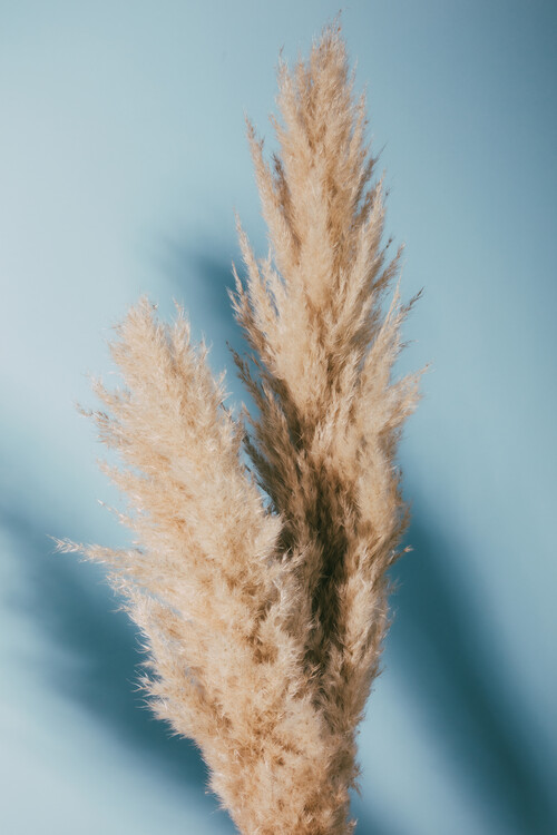 Poster Pampas Grass Blue