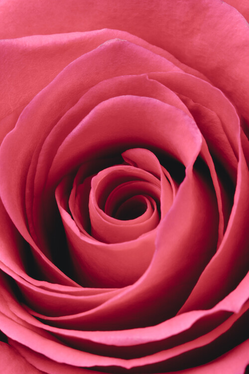 Poster Red Rose