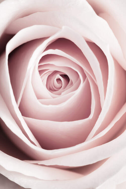 Poster Pink Rose No 1