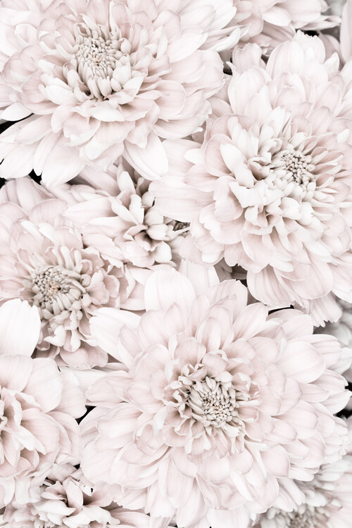 Poster Chrysanthemum No 07