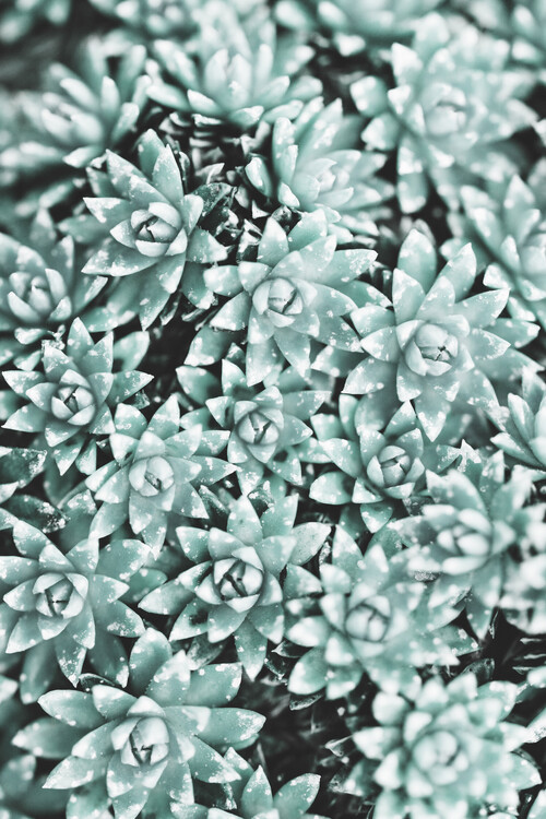 Poster Plant