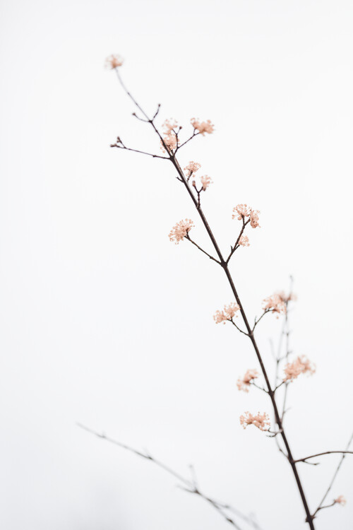 Poster Twig with small flowers