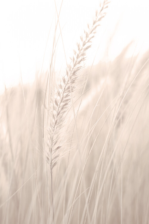 Levně Plakát, Obraz - Grass_001, Studio Collection, 26.7 × 40 cm