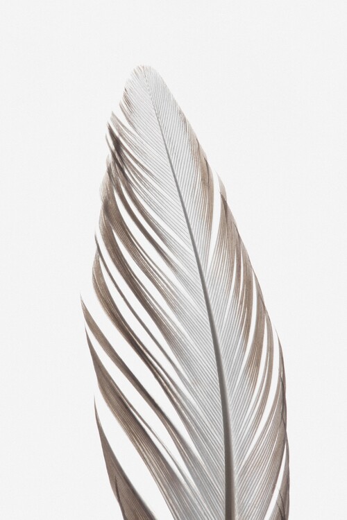 Levně Plakát, Obraz - Feather_003, Studio Collection, 26.7 × 40 cm