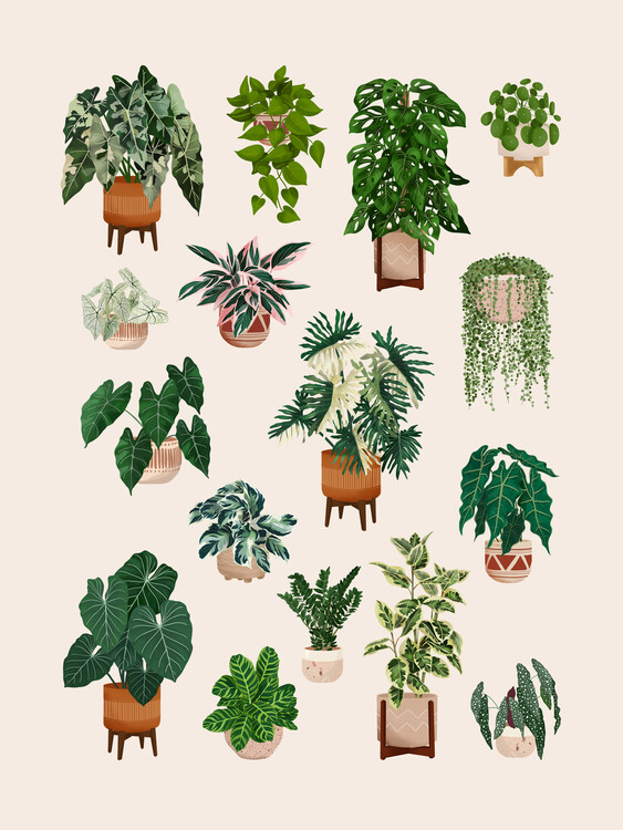 Poster House Plant Collection 3