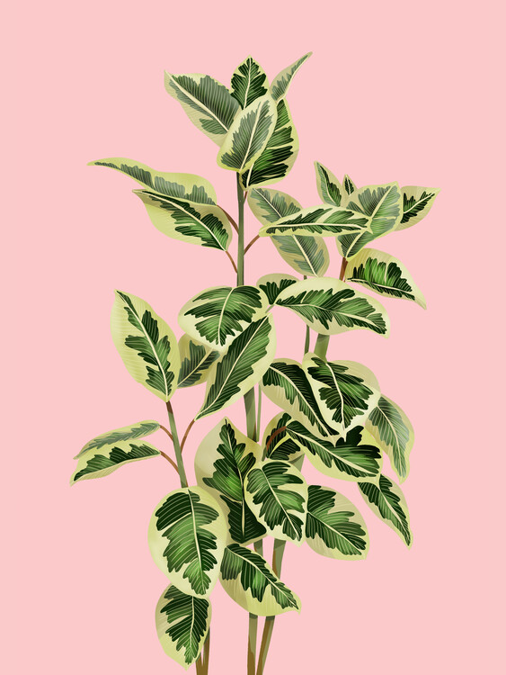 Canvas Print Ficus On Pink