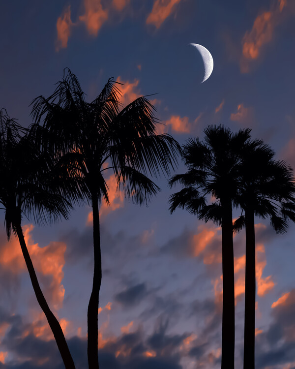 Poster Tropical Night