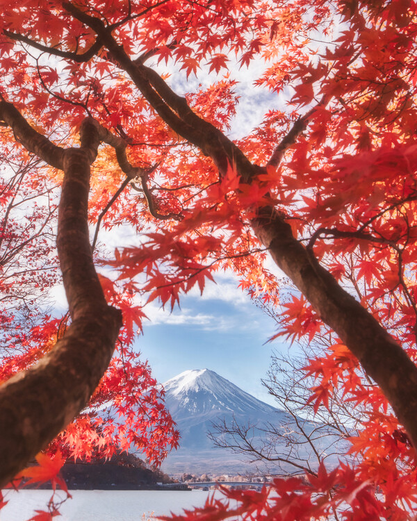 Poster Mt.fuji is in the autumn leaves