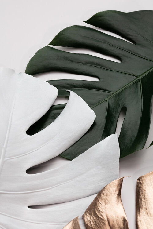 Poster Monstera Colors 01