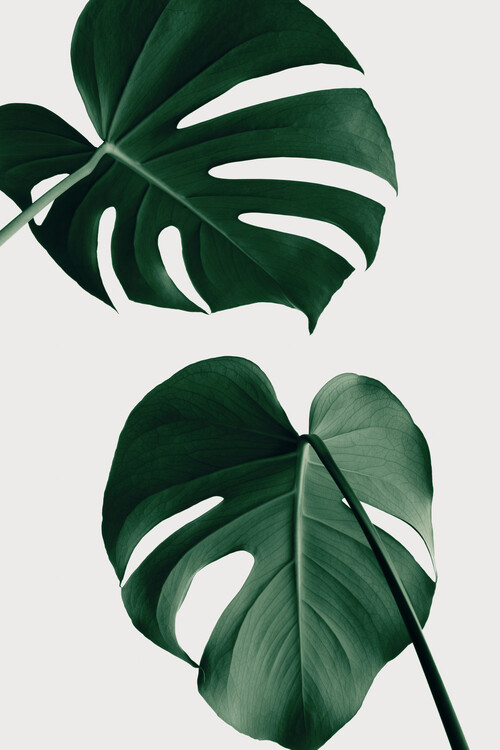 Levně Plakát, Obraz - Monstera Natural 18, Studio Collection, 26.7 × 40 cm
