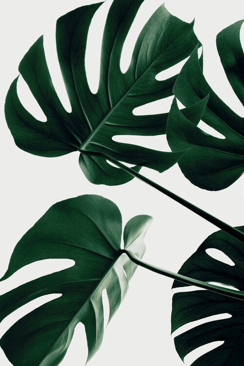 Levně Plakát, Obraz - Monstera Natural 43, Studio Collection, 26.7 × 40 cm