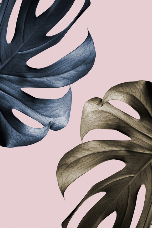 Poster Monstera Pink Light 01