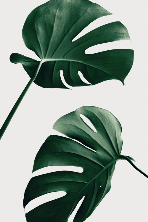 Poster Monstera Natural 46