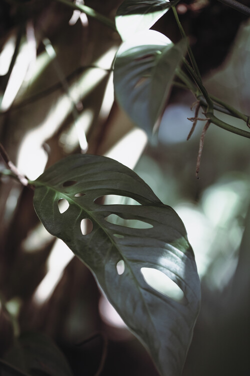 Levně Plakát, Obraz - Monstrea Leaves Nature_1, Studio Collection, 26.7 × 40 cm