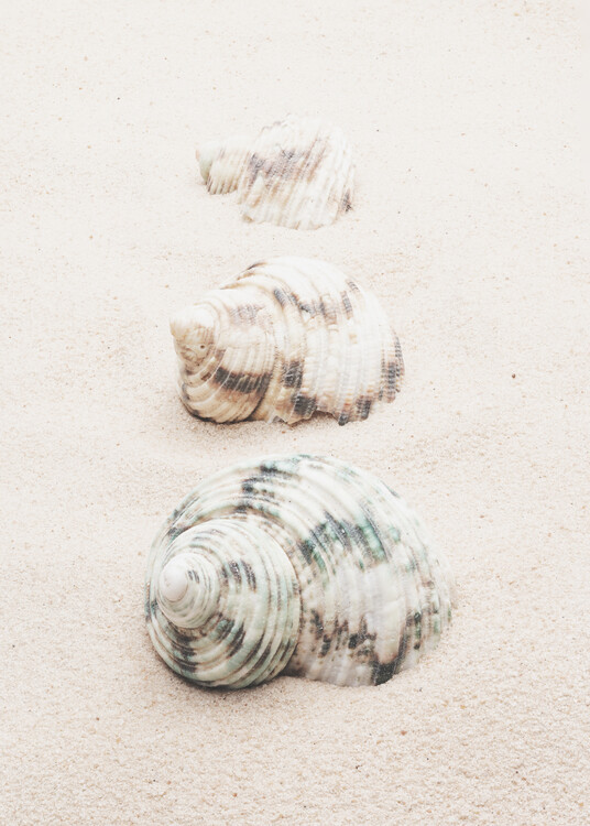 Wall Mural Shells