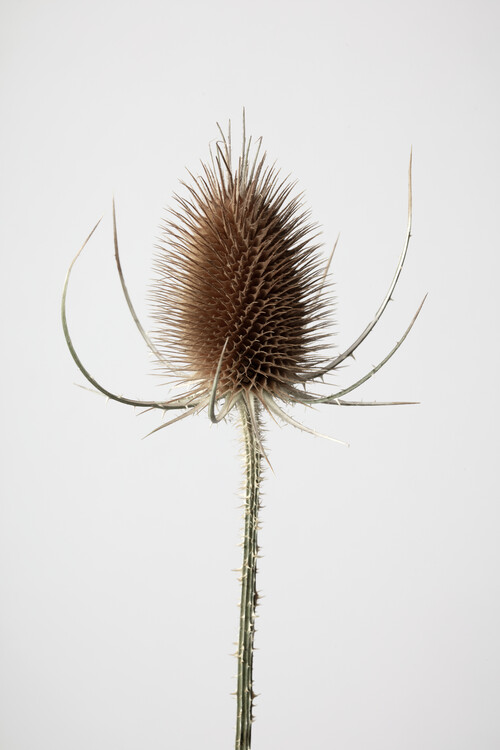 Levně Plakát, Obraz - Dried_004, Studio Collection, 26.7 × 40 cm