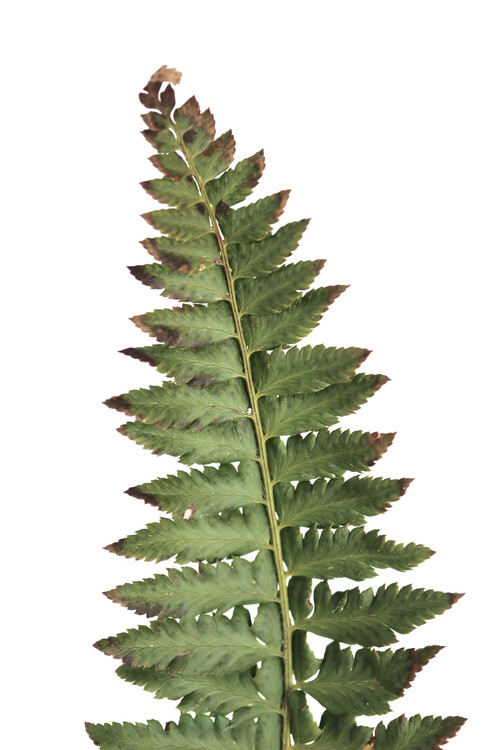 Poster Green fern