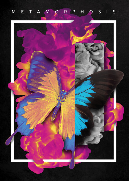 Plakat Metamorphosis Butterfly