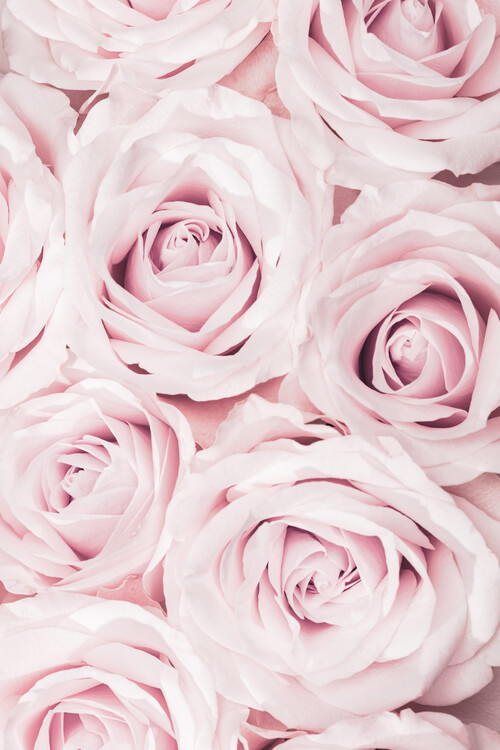Poster Pink Roses No 02