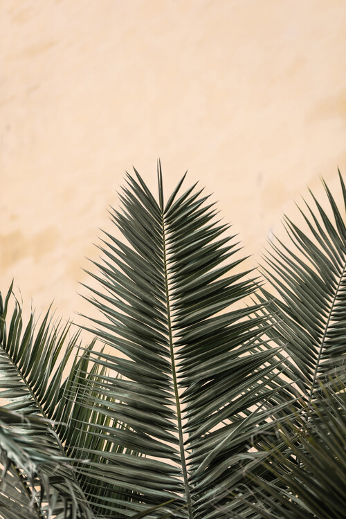 Levně Plakát, Obraz - Palm leaves and wall 1, Studio Collection, 26.7 × 40 cm