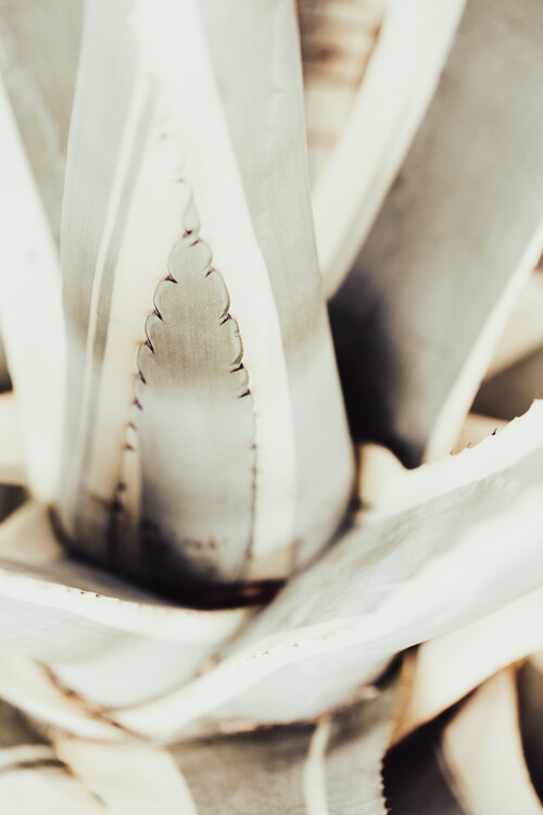 Poster Plant close up 1