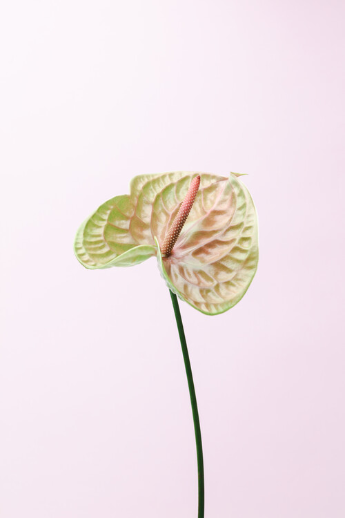 Poster FLAMMINGO FLOWER