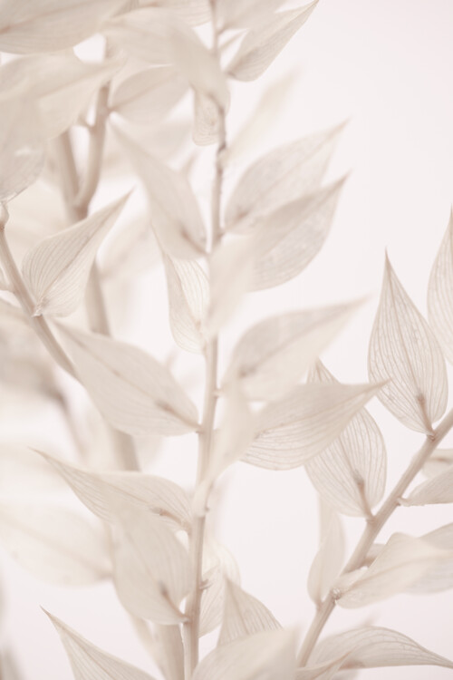 Poster Dried Straws 3