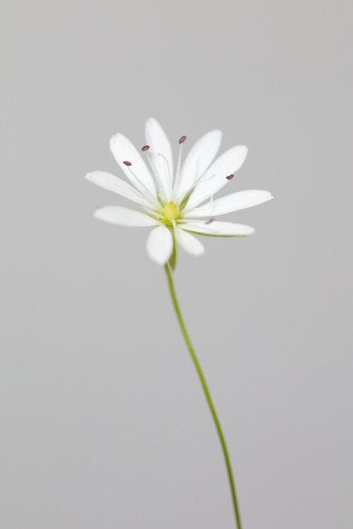 Canvas Print Small white flower 1
