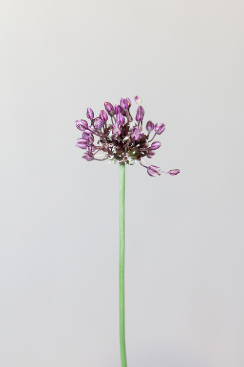 Poster Chive flower