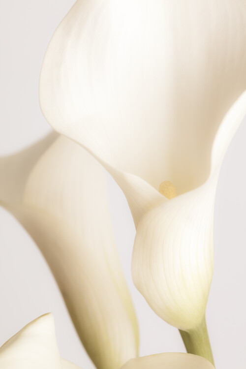 Poster White Calla Lily No 2