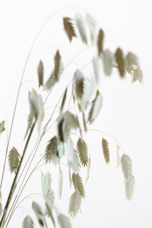 Canvas Print Dried Grass natural
