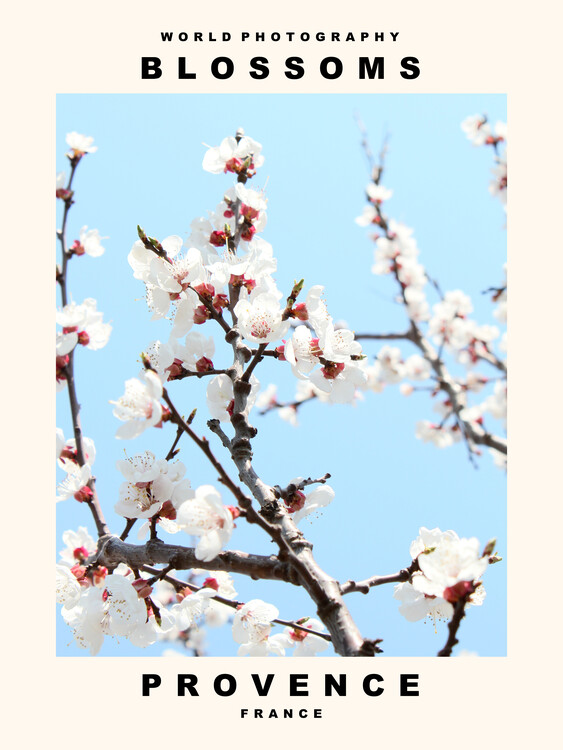 Poster Blossoms (Provence, France)