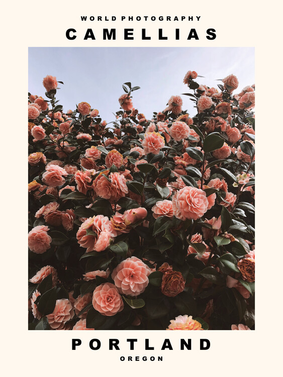 Canvas Print Camellias (Portland, Oregon)