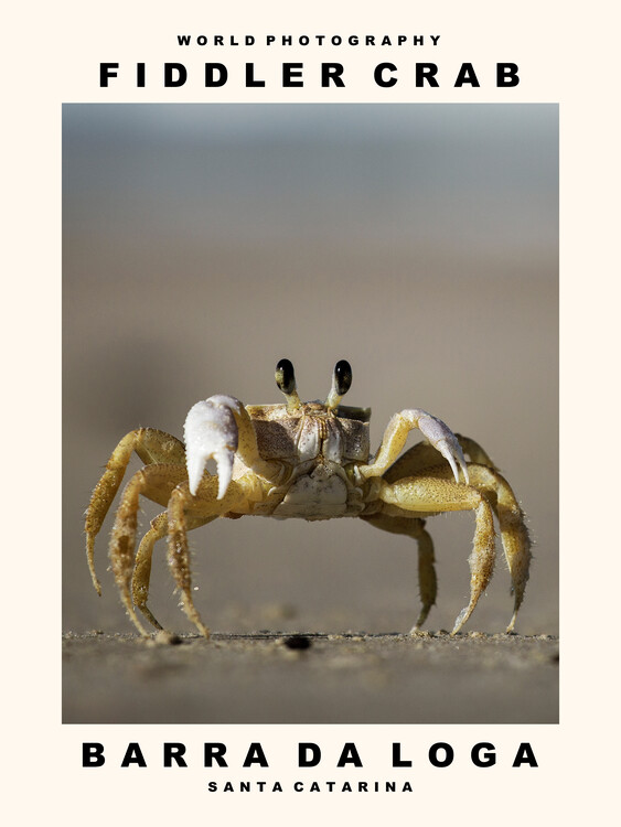 Canvas Print Fiddler Crab (Barra Da Loga, Santa Catarina)