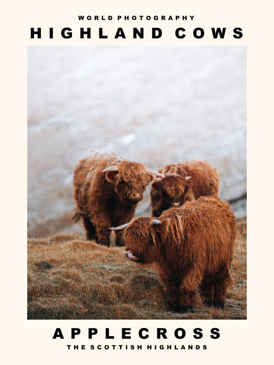 Canvas Print Highland Cows (Applecross, The Scottish Highlands)