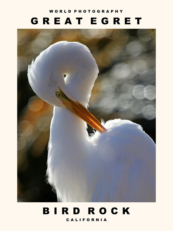 Canvas Print Great Egret (Bird Rock, California)