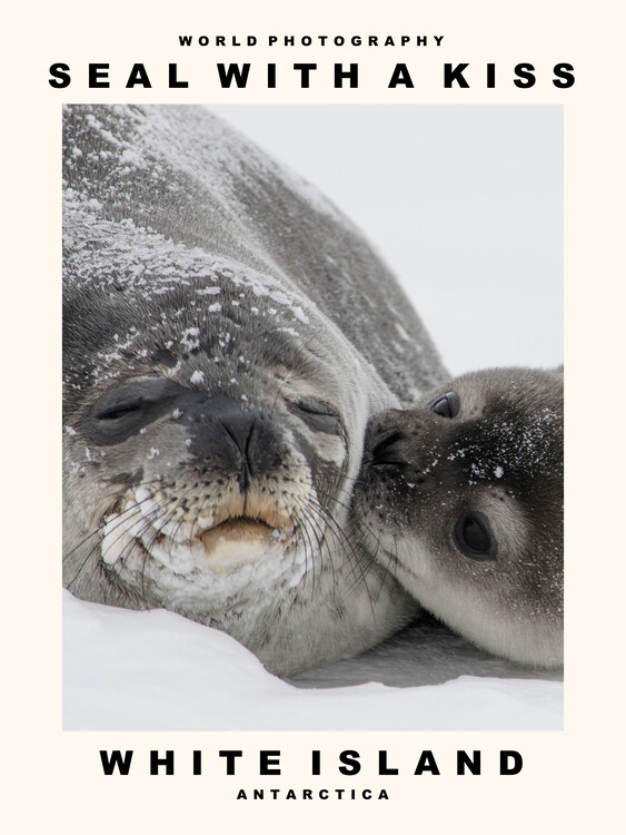Canvas Print Seal with a Kiss (White Island, Antarctica)