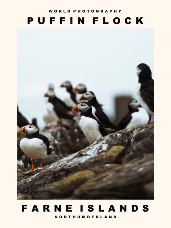 Canvas Print Puffin Flock (Farne Islands, Northumberland)
