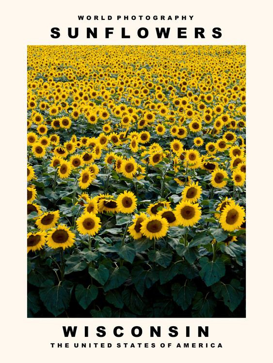 Poster Sunflowers (Wisconsin, USA)