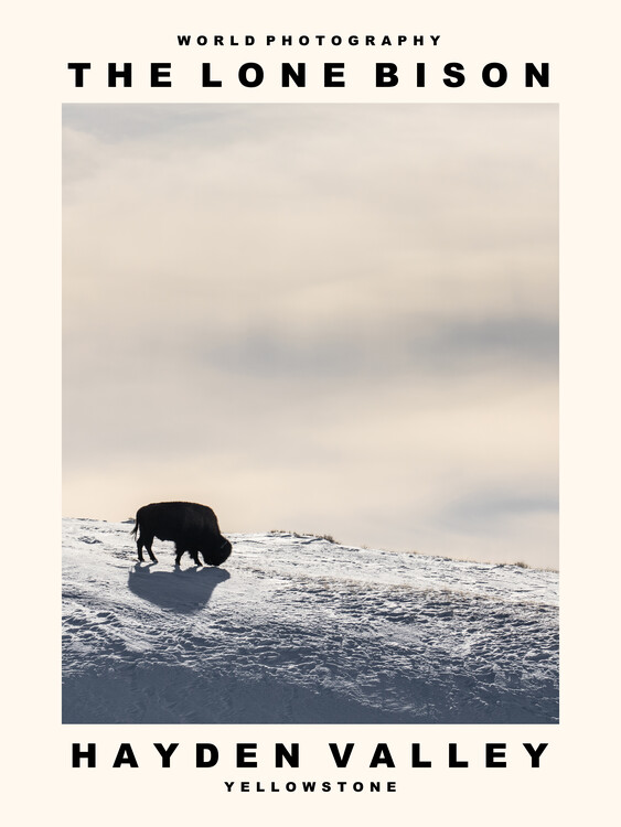 Canvas Print The Lone Bison (Hayden Valley, Yellowstone)
