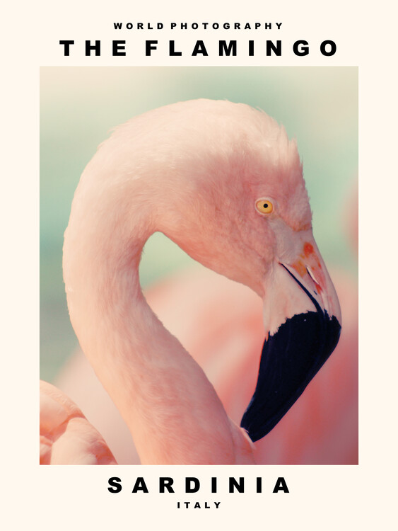 Poster The Flamingo (Sardinia, Italy)